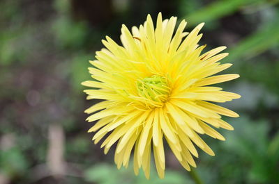 Close-up of yellow flowering plant