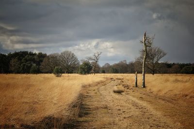 Trees on field against sky