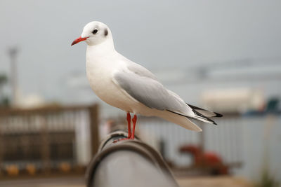 Close-up of seagull perching outdoors