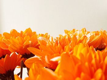 Close-up of orange flowers blooming against white background