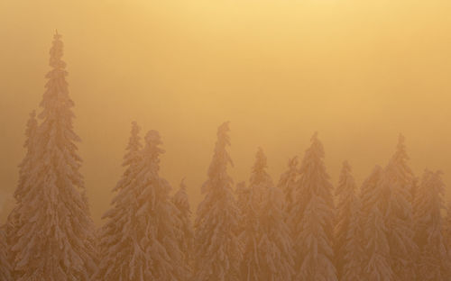 The beauty of winter on the snowy mountains at sunrise. national park rodnei mountains - romania