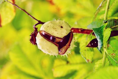 Close-up of chestnut growing