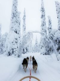 Dog on snow against sky