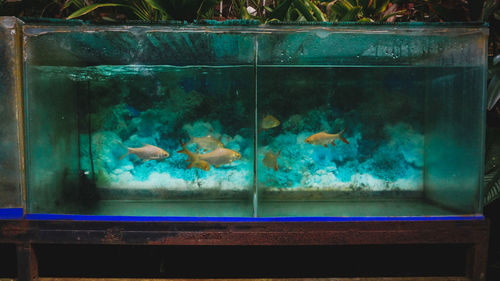 Full frame shot of fish swimming in aquarium