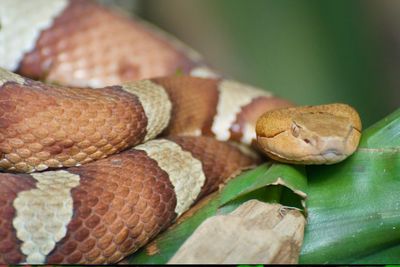 Close-up of snake