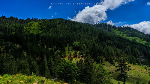 Panoramic view of trees in forest against sky