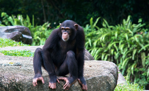 Chimpanzee relaxing on rock formation