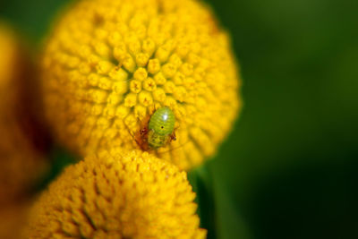 Close-up of insect on yellow flower unknown bug. 