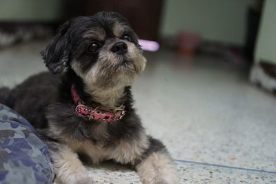 Portrait of dog sitting on floor