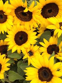 Close-up of sunflower