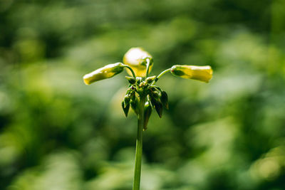 Close-up of flowering plant