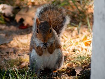 Close-up of squirrel