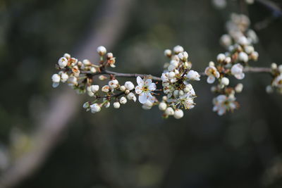 Close-up of cherry blossom tree