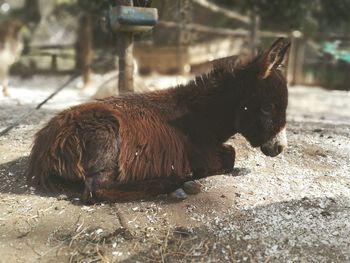 Close-up of horse