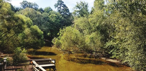 Scenic view of river in forest