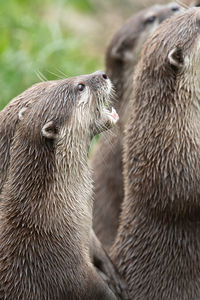 Portrait of an asian small clawed otter standing up