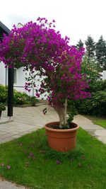 Pink flowers blooming in park