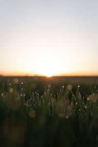 Plants growing on field against sky during sunset