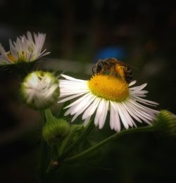 Close-up of honey bee on thistle