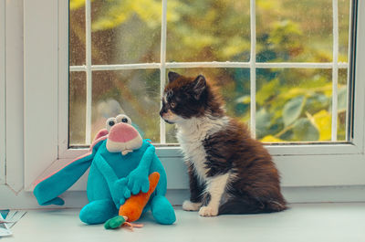 A kitten of black and white flowers is sitting by the window near the toy blue rabbit