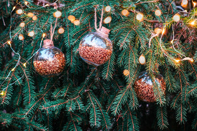 Close-up of christmas tree