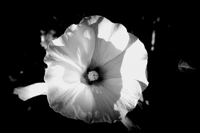 Close-up of flower against black background