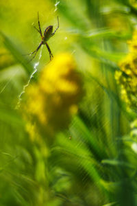Close-up of spider on web