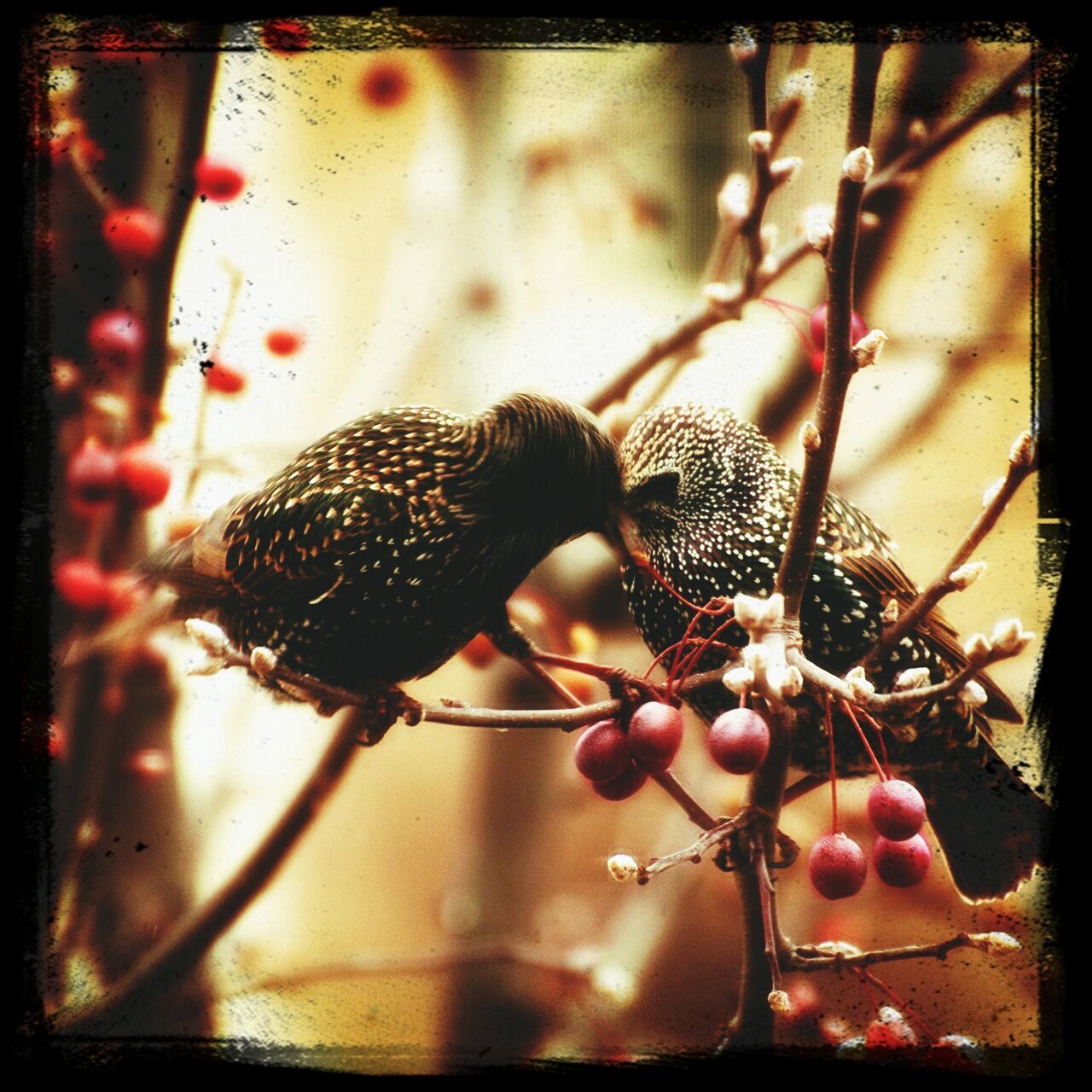 transfer print, fruit, close-up, focus on foreground, auto post production filter, food and drink, freshness, branch, red, growth, berry fruit, food, nature, plant, twig, hanging, selective focus, tree, healthy eating, berry