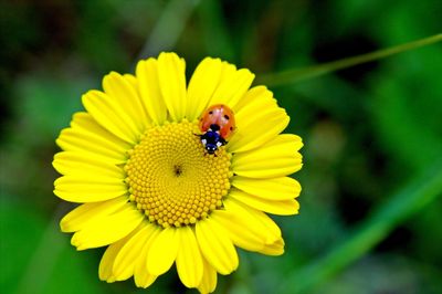 Insect on yellow flower