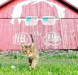 Portrait of cat on grass