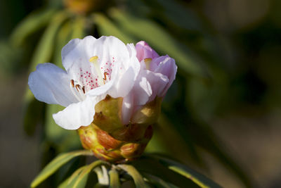 Close-up of pink rose flower