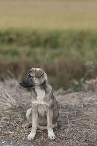 Dog sitting on field