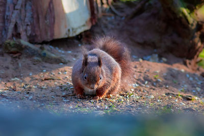 Close-up of squirrel