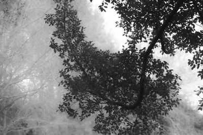 Low angle view of silhouette trees in forest against sky