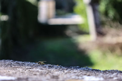 Close-up of insect on land