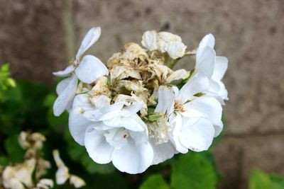 Close-up of white flowers