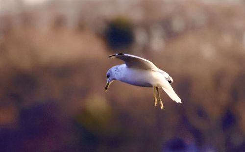 Close-up of bird flying