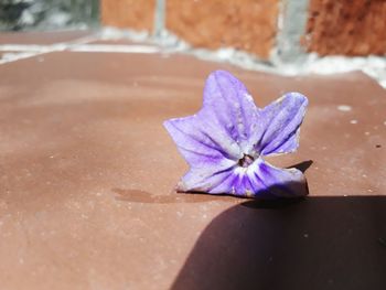 Close-up of purple flower