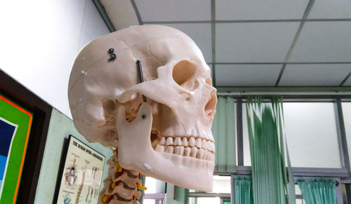 Low angle view of human skull in museum