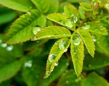 Close-up of raindrops on leaves