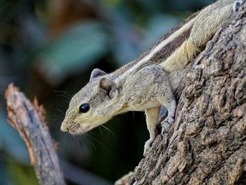 Close-up of squirrel on tree trunk