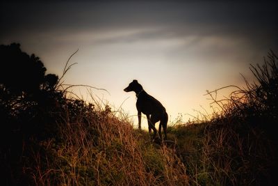 Silhouette dog on field against sky during sunset