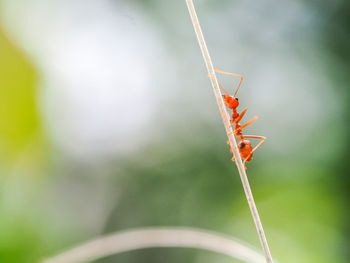 Low angle close-up of ant on plant stem