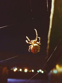 Close-up of spider on web