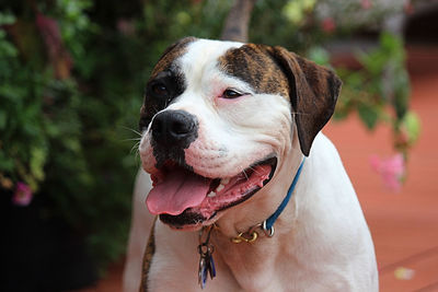 Close-up of dog looking away