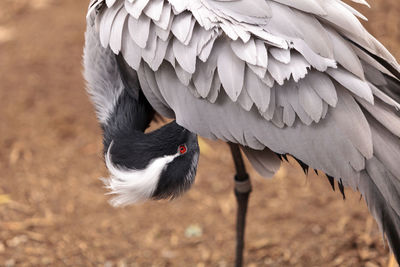 Close-up of bird perching outdoors