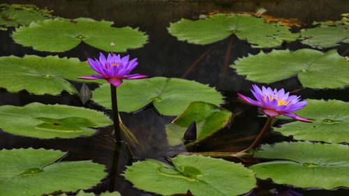 Close-up of lotus water lily in pond