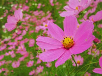 Close-up of pink cosmos flower