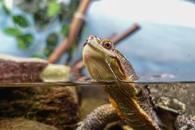 Close-up of lizard