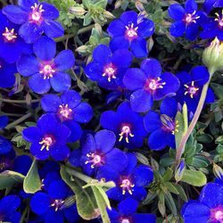 Close-up of purple flowers